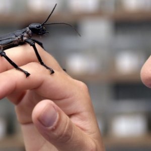 La Universidad Complutense estrena la primera ópera realizada con sonidos de insectos