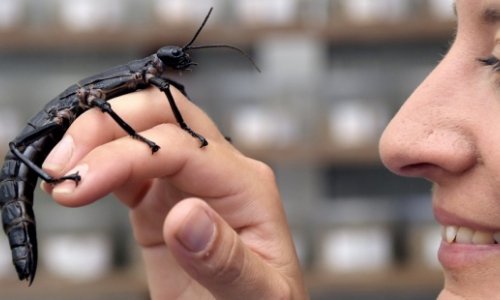 La Universidad Complutense estrena la primera ópera realizada con sonidos de insectos